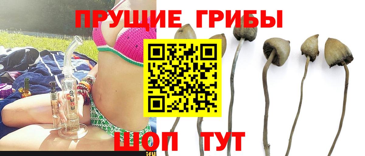 Галлюциногенные грибы GOLDEN TEACHER Солнечногорск